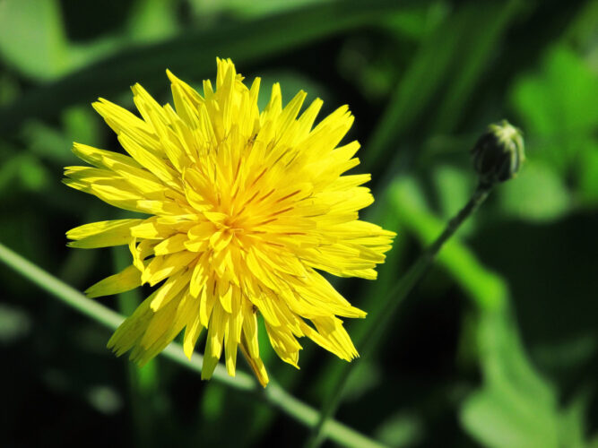 Detoxifying Herbs for Complete Body Cleansing